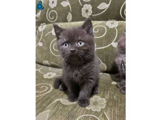 ÇİKOLATALAR BURDA EN ÇOK TERCİH EDİLEN 