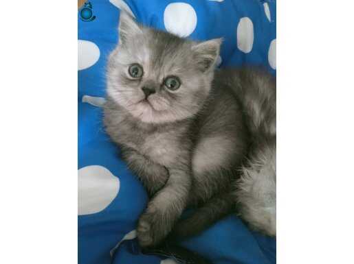 HER RENK YAVRU BİZDE BAKMADAN GEÇME 