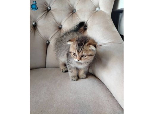 TATLIMI TATLI SON 2 BEBİŞ