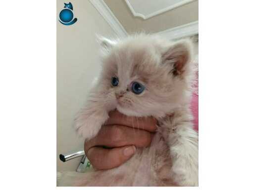 KALICI MAVİ GÖZ TATLIMI TATLI