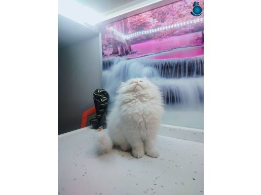 SHOW KALİTE DİŞİ YAVRUM 