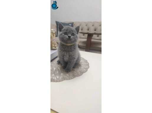 BAKMADAN GEÇME SON 2 YAVRUMUZ DİŞİ KALİTELİ TOP KAFA 