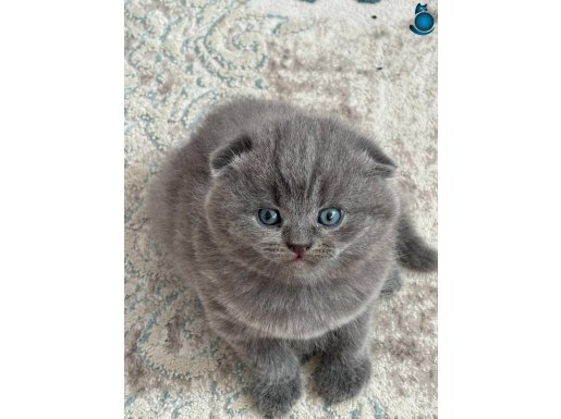 POFUDUK SCOTTİSH YAVRULARIM BAKMADAN GEÇME