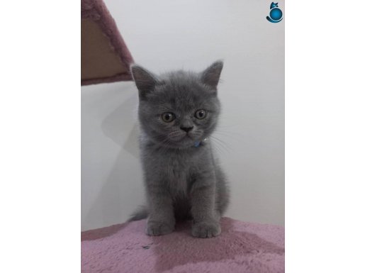 TOP KAFA KISA BURUN 2 DİŞİ YAVRUM KAÇIRAN ÜZÜLÜR MESAJ ATIN 