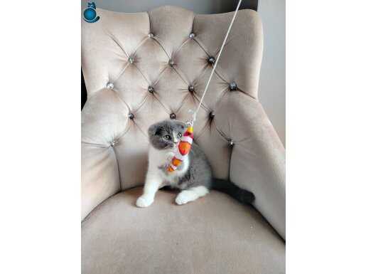 BAKMADAN GEÇME HER RENK VE NADİR OLAN BİCOLAR CİNSLERİ