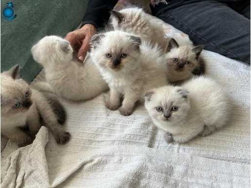 A KALİTE SAFKAN MAVİ GÖZLÜ PONÇİKLER