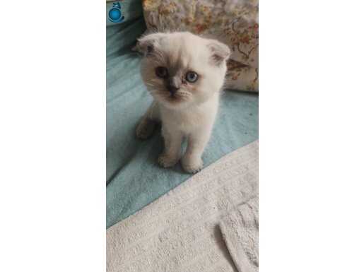 A KALİTE SCOTTİSH YAVRULARIMIZ MAVİ GÖZLÜ PONÇİKLER