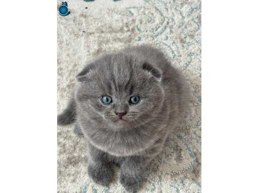 Uygun verilecektir 3 dişi Scottish Fold orijinal