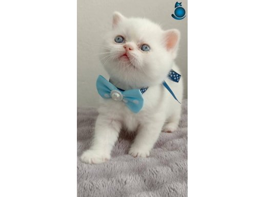 RENKLİ GÖZLÜ BEBİŞLER HER RENK YAVRU İÇİN İLETİŞİME GEÇİN