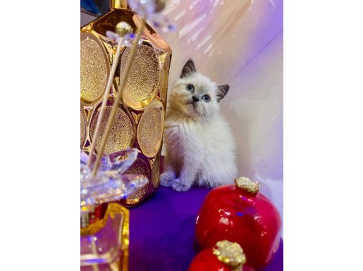 Manisa Merkezden British Shorthair Yavruları