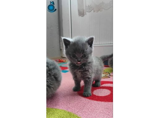 Renk renk British Shorthair yavrularımız