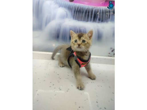 Sosyal ve Eğitimli British Shorthair Yavrusu - Anne Sütüyle Büyüyen Özel Bebek