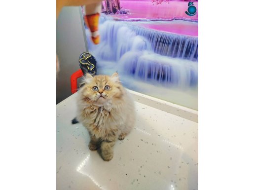 ANLATILMAZ BEBEKLERİM AÇIKLAMAYI OKUYUN LÜTFEN BEDAVA DEGİL