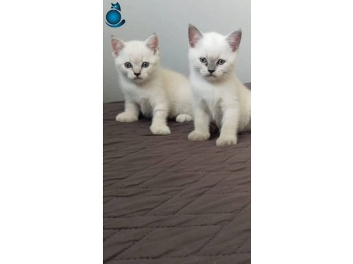 UYGUN VERİLECEKTİR BLUE KARDEŞLER TATLIMI TATLILAR MAVİ GÖZ