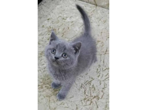 ÇOK UYGUN VERİLECEKTİR BUNDAN UYGUNU BU KALİTEDE YOK SON 2