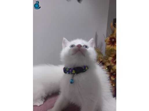 KARTOPU GİBİ BEYAZ GOLDEN MAVİŞ YAVRULAR