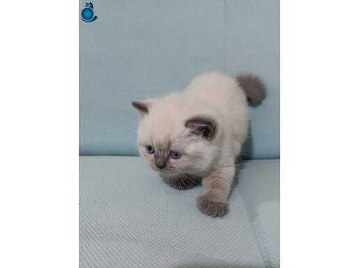 TATLIMI TATLI BEBİŞLER BLUE VE LİLAC YAVRULAR