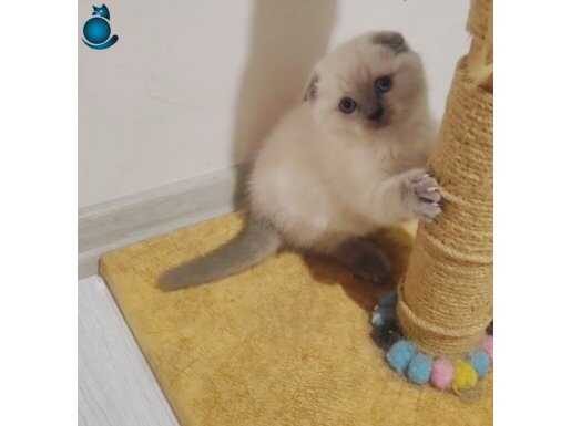 YOK BU KADAR TATLISI BAKMADAN GEÇME SON 2 YAVRU