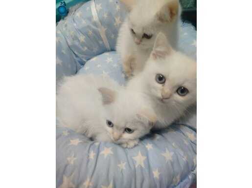 KALICI MAVİ GÖZ BRİTİSH GOLDEN YAVRULARIMIZ