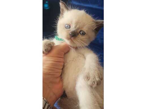 KALİTE YAVRULAR REZERVE ŞEKLİNDE