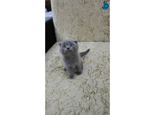 TATLIMI TATLI SCOTTİSH YAVRULARIM