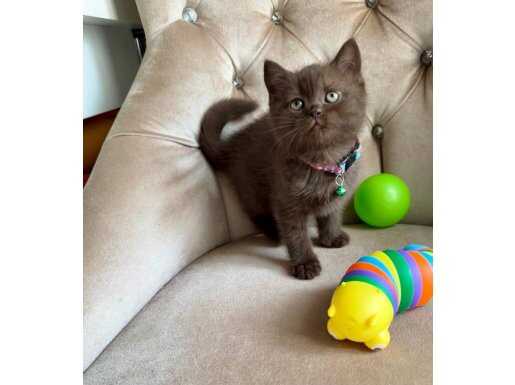 CİNOMON BİCOLAR VE BLUE POİNT BRİTİSH YAVRULARIMIZ