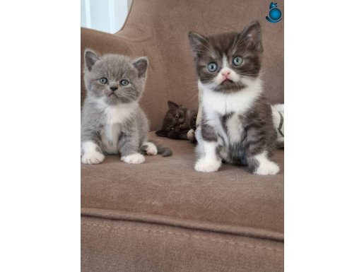 YOK BU KADAR OLAMAZ TATLILAR BURDA