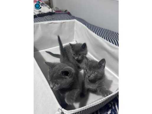 Safkan Russian Blue Yavruları: İpeksi Dokulu Gri Asalet