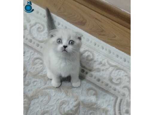 ERKEK TATLIMI TATLI OYUNCU HAREKETLİ YAVRUM