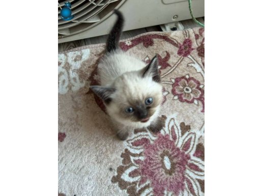 BAKMADAN GEÇME HER ÇEŞİT HER RENK YAVRU MEVCUT 