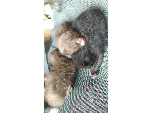 BU RENKLER HERKEZE NASİP OLMAZ BAKMADAN GEÇME