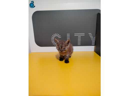 ÇİKOLATA YAVRUMUZ TATLIMI TATLI