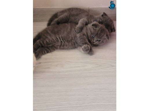 UYGUN VERİLECEKTİR ERKEK 2 YAVRUMUZ SCOTTİSH FOLD