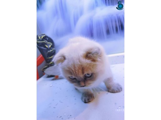 Yeni yıla ailerinle girmeye hazırlar siz hazırmısınız