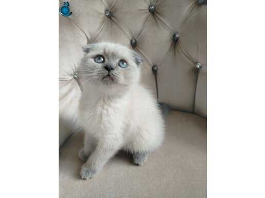 Maviş Gözlü Sosyal Kelebek: Ev Ortamında Büyüyen Tombiş Scottish Fold