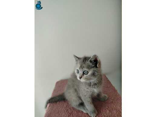 HEPSİ BİRBİRİNDEN TATLI MAVİŞLER 