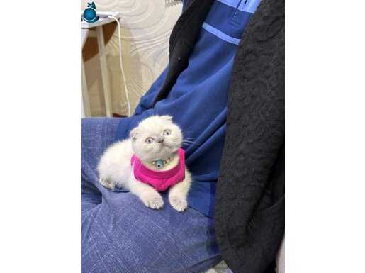 Tatlımı tatlı scottish yavrular