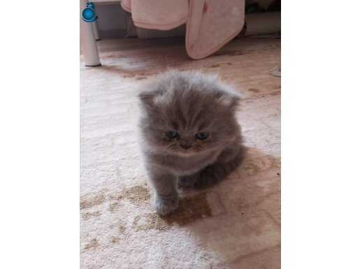 BEBİŞLER BURDA BAKMADAN GEÇME 