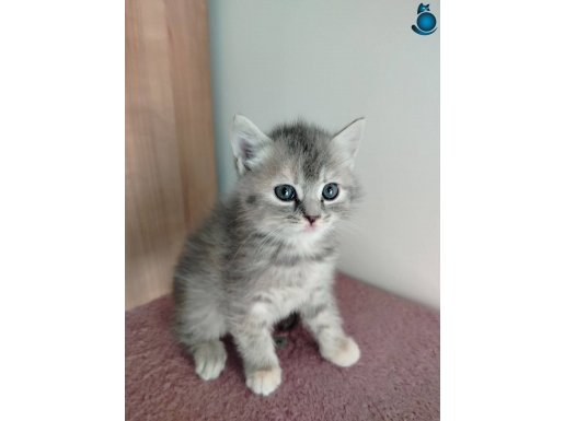 MAVİ GÖZLÜ YAVRULARIMIZ BRİTİSH SHORTAİR UYGUN VERİLECEKTİR