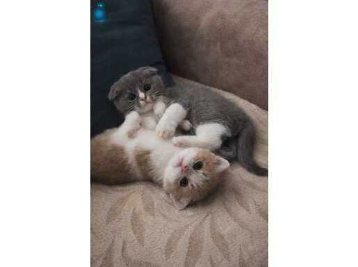 BİCOLAR NADİR OLANLARDAN BAKMADAN GEÇME