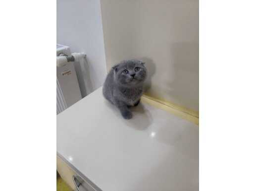 TATLIMI TATLI SCOTTİSH YAVRUMUZ