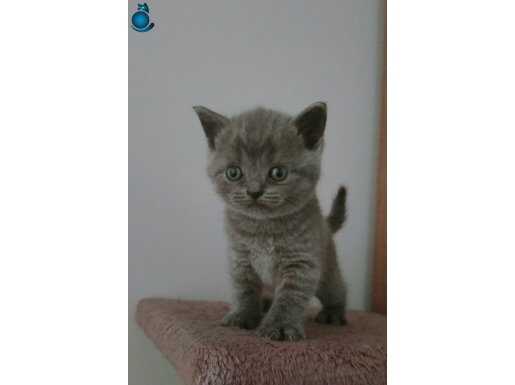 POFUDUKLAR ORJİNAL BRİTİSH SHORTAİR KALİTE YAVRULAR