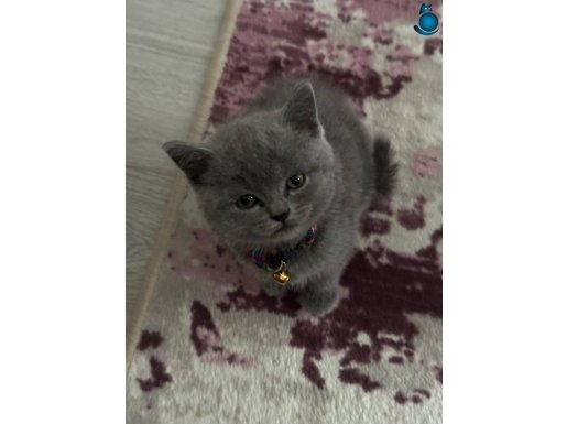 TATLIMI TATLI ORJİNAL BRİTİSH SHORTAİR 