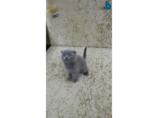 TATLIMI TATLI OYUNCU BABY