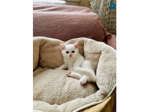 pamuk gibi lekesiz yavrumuz ve digerleri bakmadan geçme