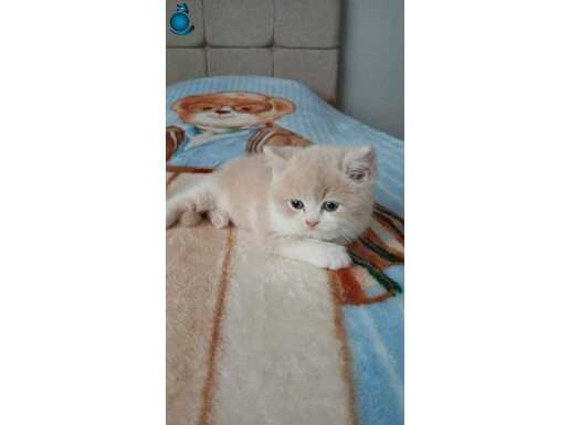 TATLİŞKOKAR BURDA BAKMADAN GEÇME