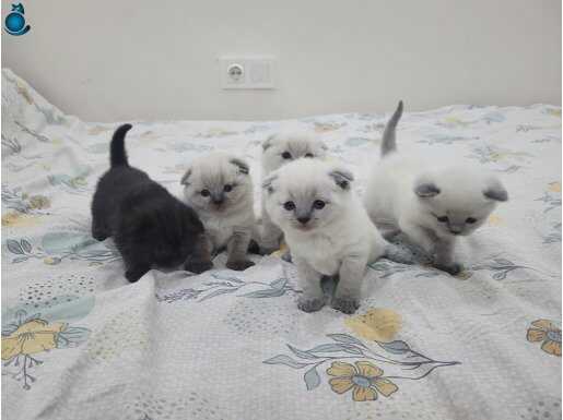 BEBİŞLER REZERVE VE HEMEN TESLİM OLARAK MEVCUT VARDIR