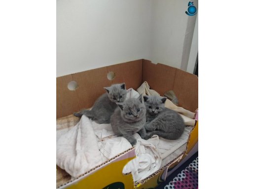 POFUDUKLAR ORJİNAL YAVRU BAKMADAN GEÇME