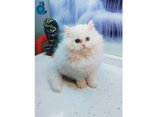 BAKMADAN GEÇME MAŞALLAH DE SENİNDE OLUR