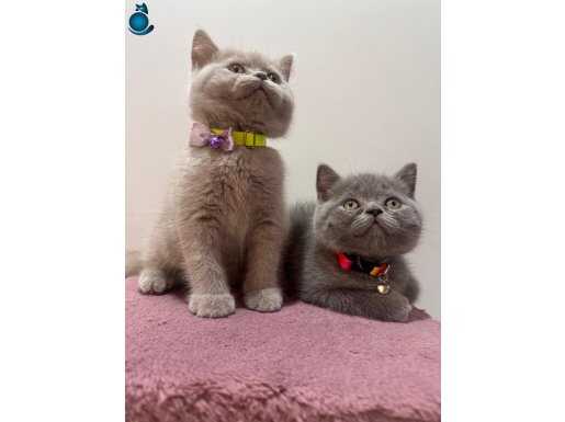 Yok artık bunlar nedir böyle